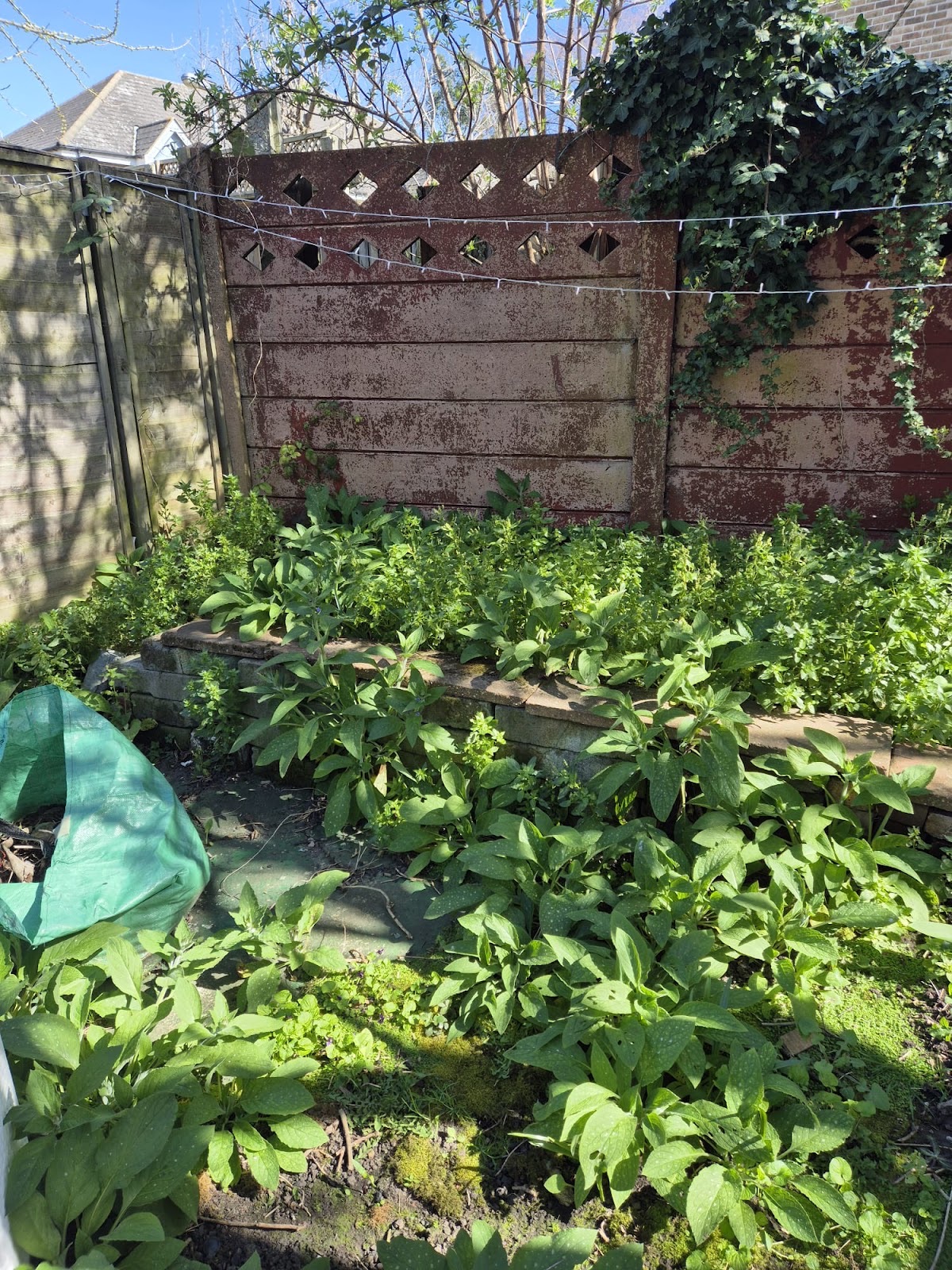 South East London Garden Maintenance Contractors in Peckham London